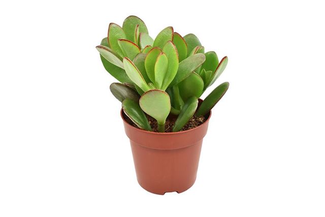Picture of CRASSULA OVATA