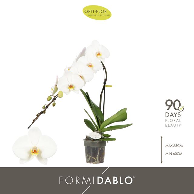 Picture of Phalaenopsis 01-stem formidablo niagara falls