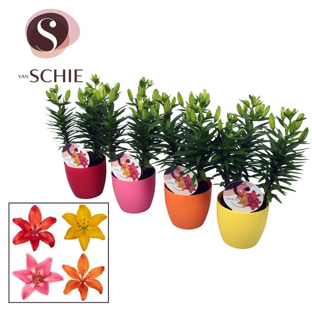 Picture of LILIUM ASIATIC MIX IN DECOPOT
