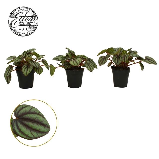 Picture of Peperomia albovittata piccolo banda