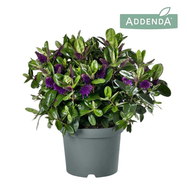 Picture of HEBE/VERONICA ADDENDA DONNA PURPLE