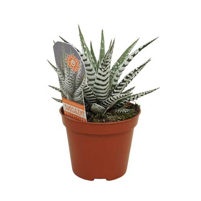 Picture of HAWORTHIA FASCIATA ALBA