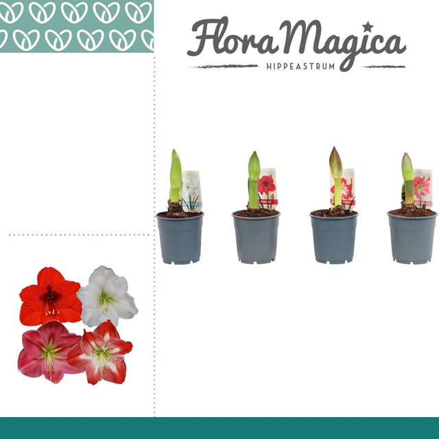 Picture of HIPPEASTRUM 01-FL MIX