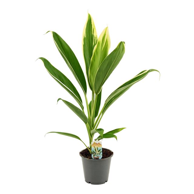 Picture of CORDYLINE FRUTICOSA CONGA