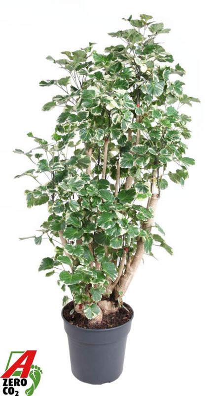 Picture of Polyscias balfouriana branched