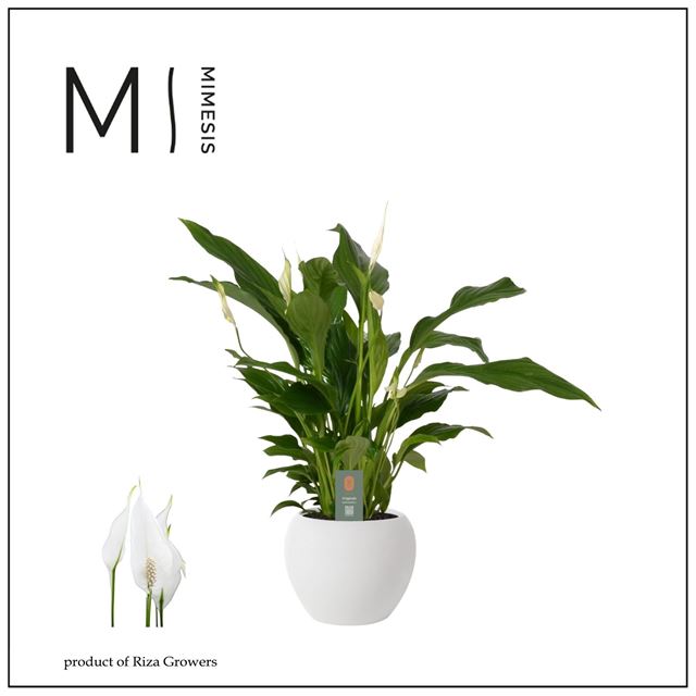 Picture of Spathiphyllum ceramic