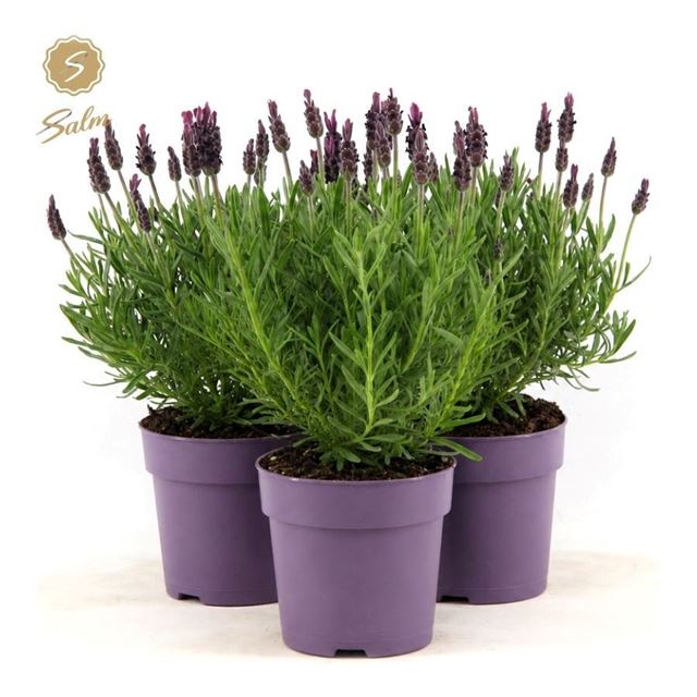 Picture of Lavandula stoechas