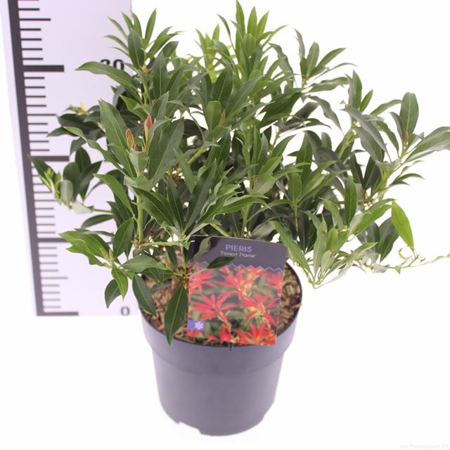 Picture of Pieris japonica forest flame