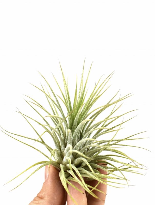 Picture of TILLANDSIA IONANTHA GREEN