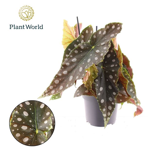 Picture of BEGONIA REX SALSA
