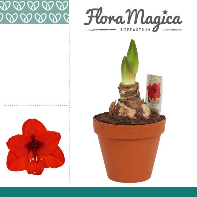 Picture of HIPPEASTRUM 02-FL ROYAL RED IN TERRACOTTA POT
