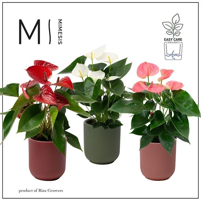 Picture of ANTHURIUM MIX IN CERAMIC