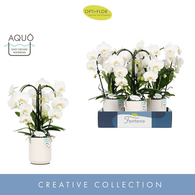 Picture of PHALAENOPSIS 03-STEM FONTANO BELLAGIO IN CERAMIC