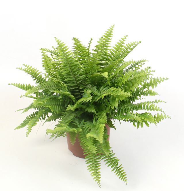 Picture of NEPHROLEPIS EXALTATA BOSTON