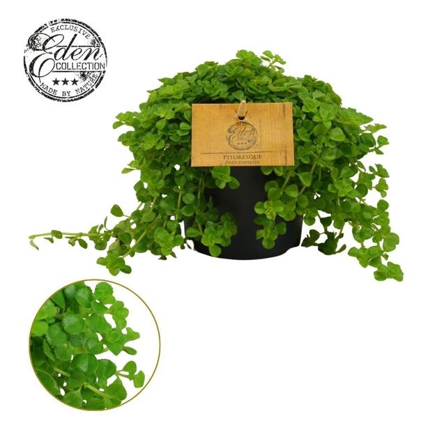 Picture of Pilea depressa