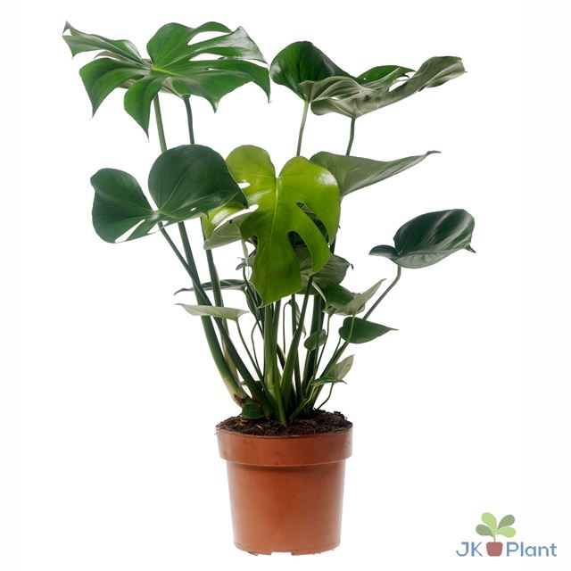 Picture of Monstera deliciosa