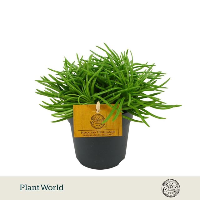 Picture of Senecio archeri himalaya