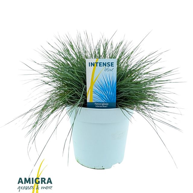 Picture of Festuca glauca intense blue