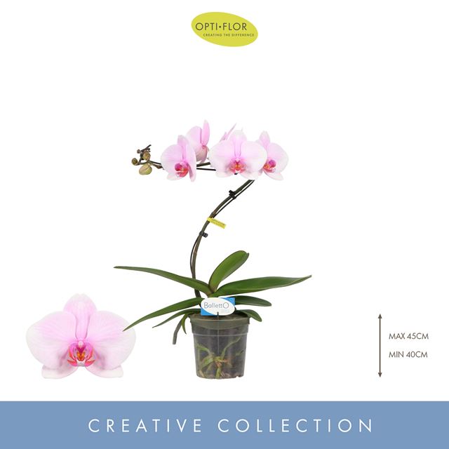 Picture of PHALAENOPSIS 01-STEM BALLETTO CURL
