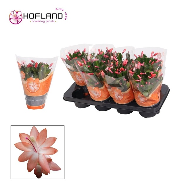 Picture of Schlumbergia orange