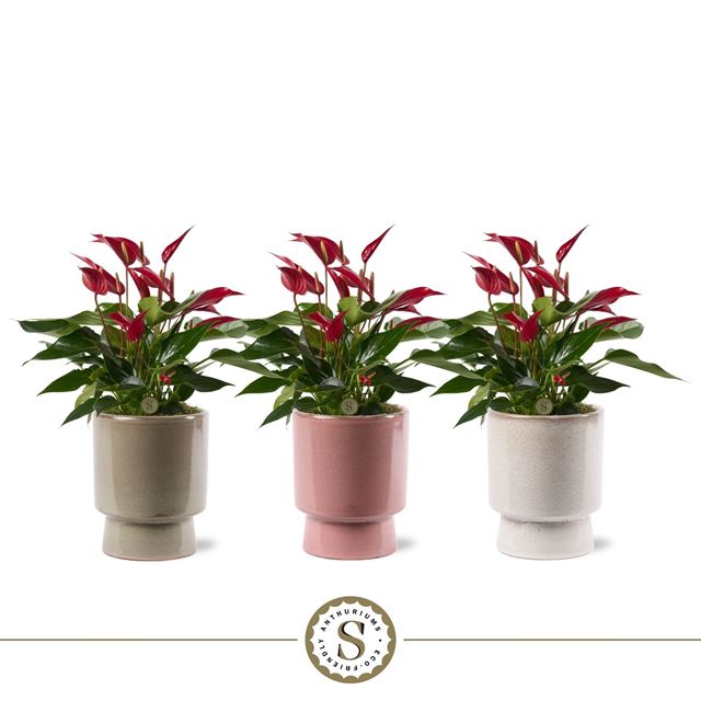 Picture of Anthurium roja in ceramic toulouse