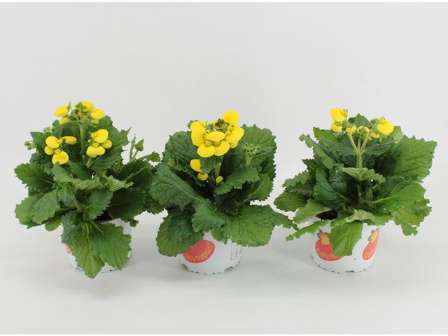 Picture of Calceolaria calynopsis yellow