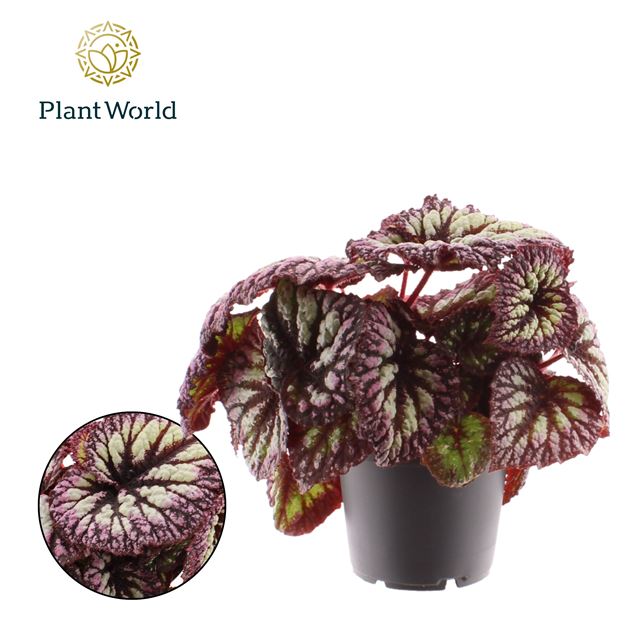 Picture of Begonia rex fireworks