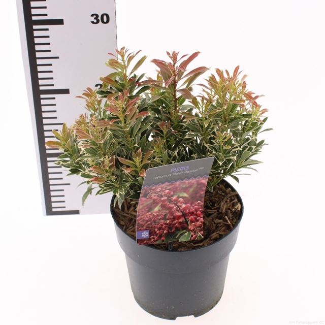 Picture of Pieris japonica polar passion