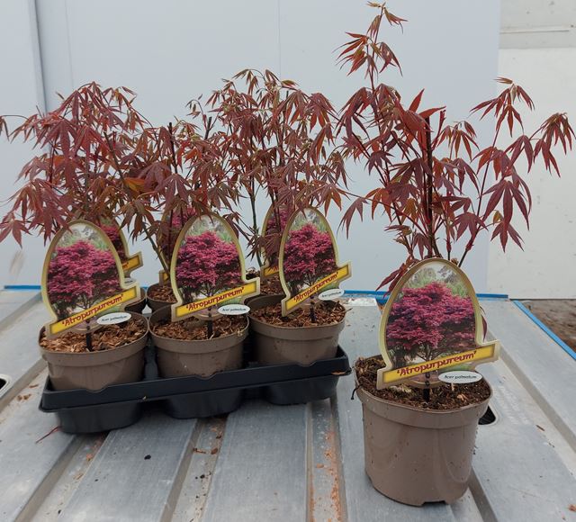 Picture of ACER PALM. ATROPURPUREUM