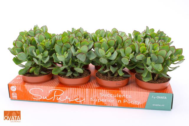Picture of CRASSULA ARBORESCENS CURLY GREEN