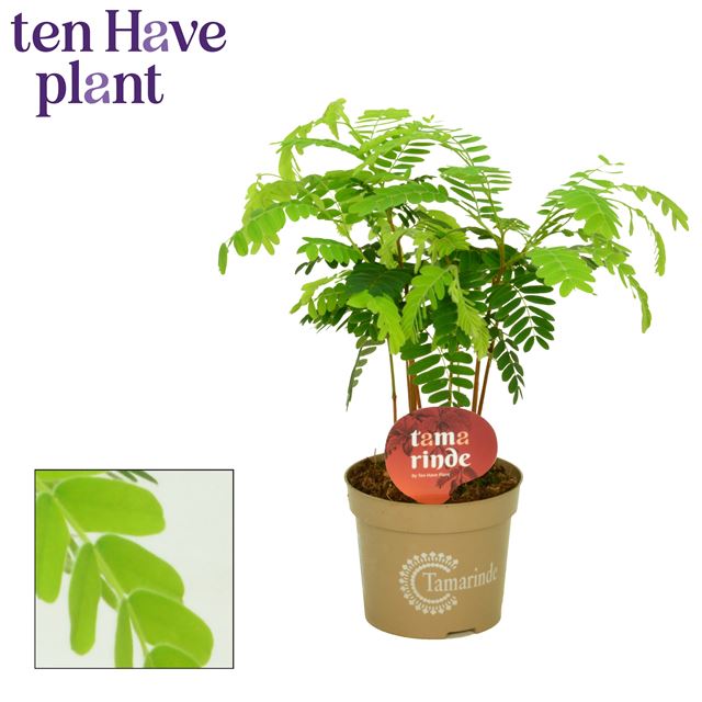 Picture of Tamarindus indica