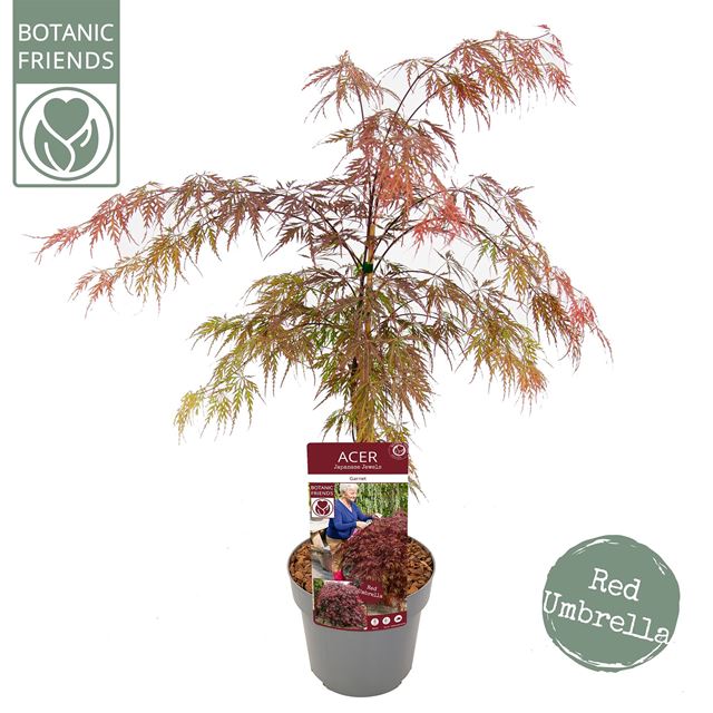 Picture of ACER PALMATUM GARNET