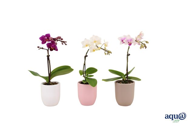 Picture of Phalaenopsis 01-stem mini mix in pastel ceramic
