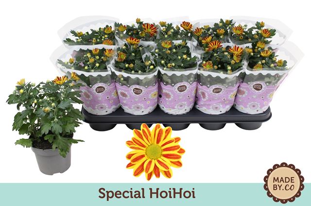 Picture of Chrysanthemum 03pp special hoihoi