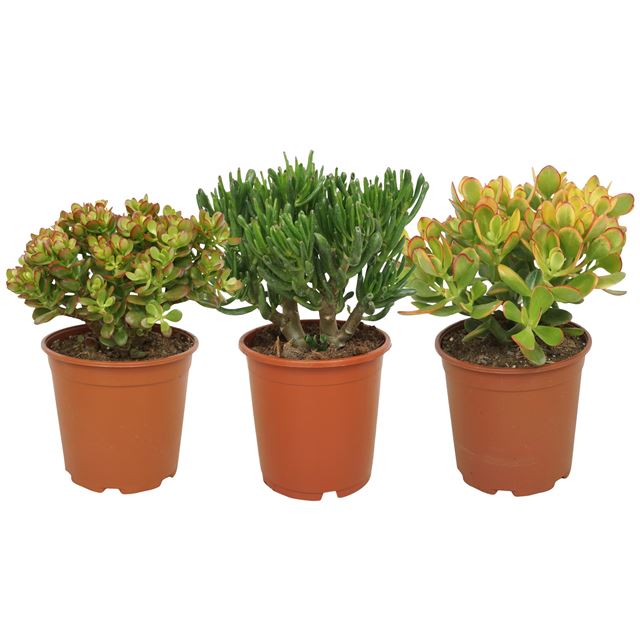 Picture of Crassula mix