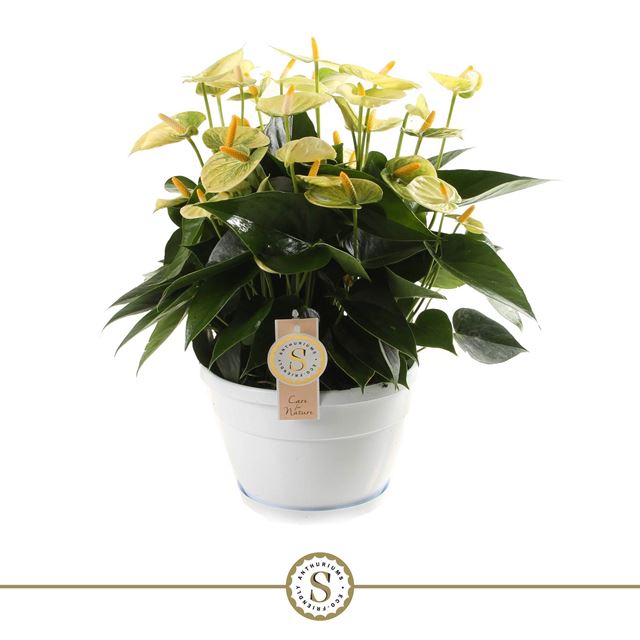Picture of ANTHURIUM ANDRAEANUM CHAMPION YELLOW 