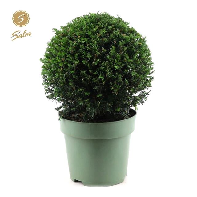 Picture of TAXUS BACCATA BALL 032CM