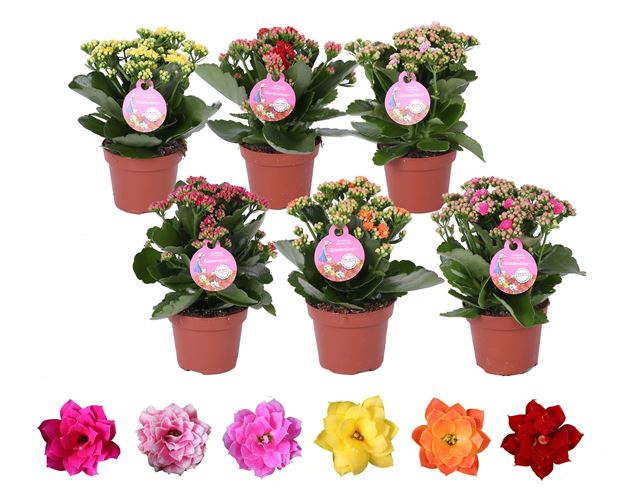 Picture of Kalanchoe gardenlina mix