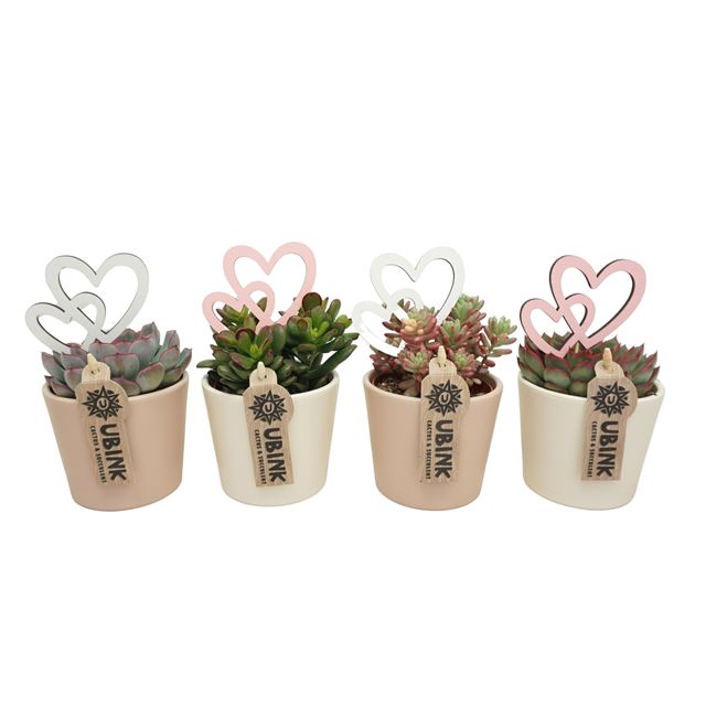 Picture of Succulent mix ceramic   heart