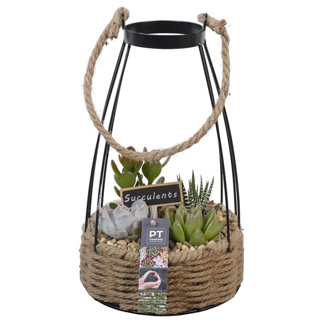 Picture of SUCCULENT ARRANGEMENT 04PP