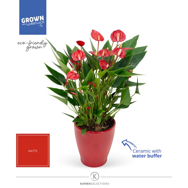 Picture of ANTHURIUM ANDREANUM MILLION FLOWERS RED IN CERAMIC