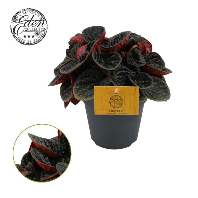 Picture of PEPEROMIA CHOCOLAT