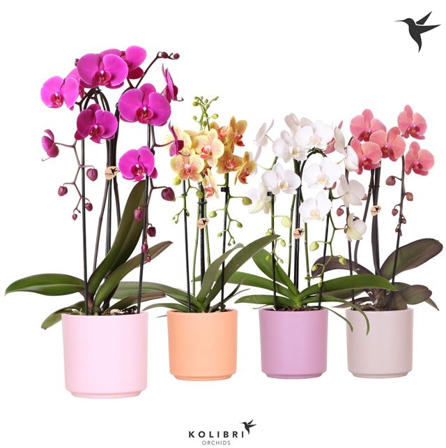 Picture of PHALAENOPSIS 02-STEM NIAGARA FALL MIX IN CERAMIC