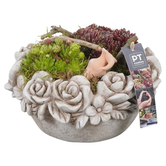 Picture of ARRANGEMENT SEMPERVIVUM IN CERAMIC