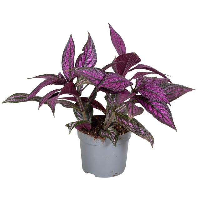 Picture of STROBILANTHES DYERIANA