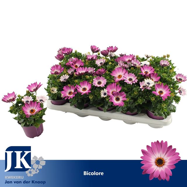Picture of OSTEOSPERMUM SUNNY MARGARITA BICOLOR