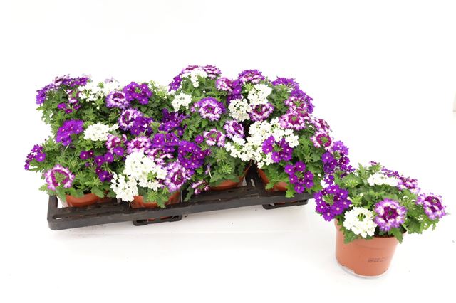 Picture of Verbena tricolor blue shades