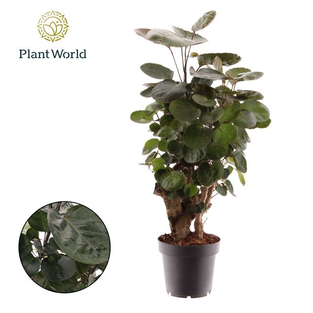 Picture of POLYSCIAS SCUTELLARIA FABIAN BRANCHED