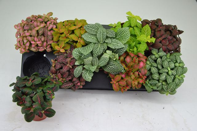 Picture of FITTONIA MIX SMALL LEAVED