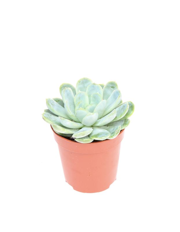 Picture of Echeveria elegans